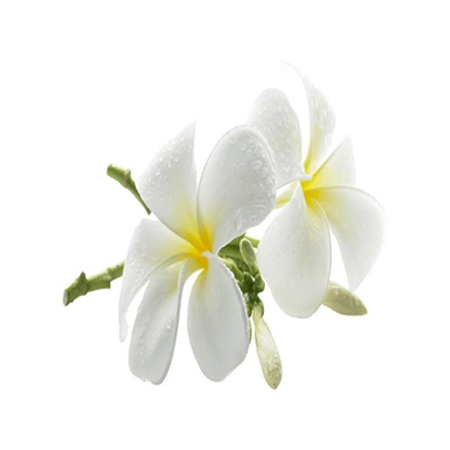 หัวน้ำหอม กลิ่นดอกลีลาวดี หัวน้ำหอม กลิ่นดอกลีลาวดี
