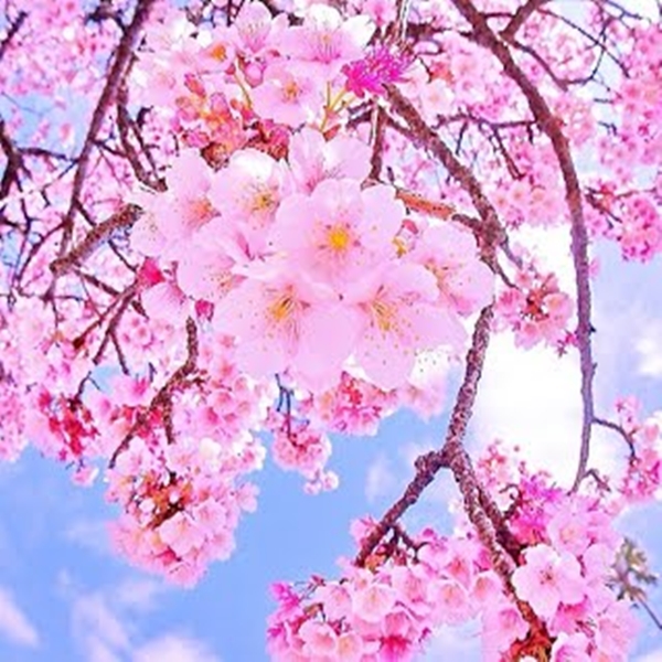 หัวน้ำหอม กลิ่นดอกซากุระ